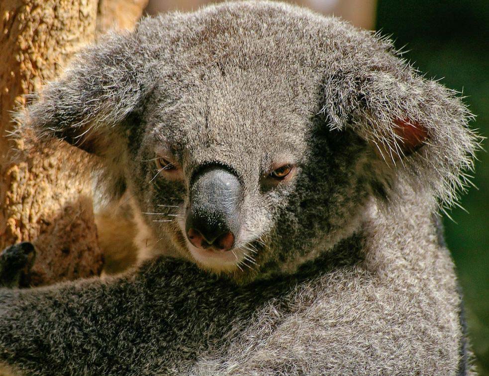 Koala%20piksa