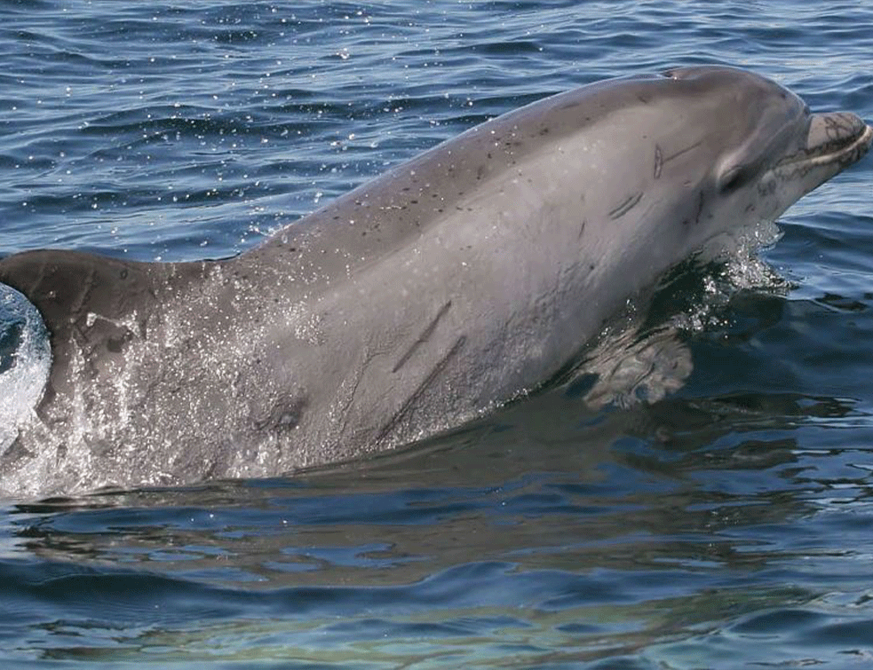 delfin-pixabay