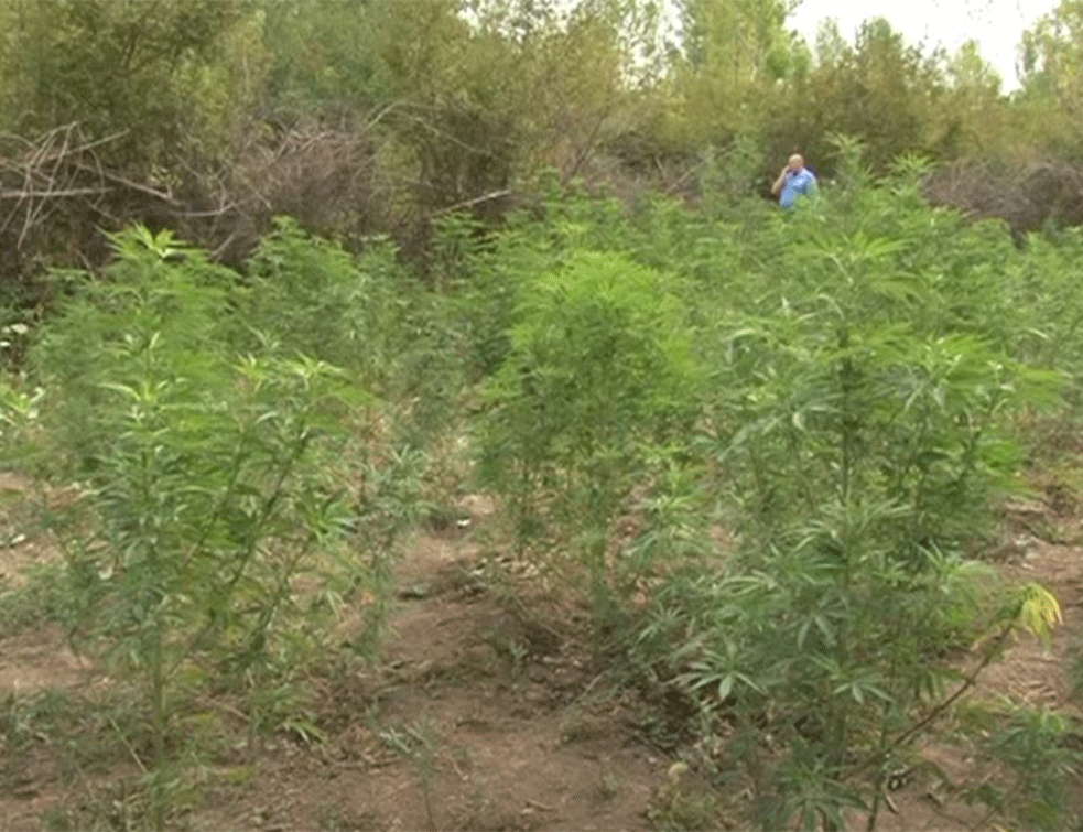Krijumčari pali na graničnom prelazu između Albanije i Severne Makedonije! Zaplena 370 kilograma marihuane