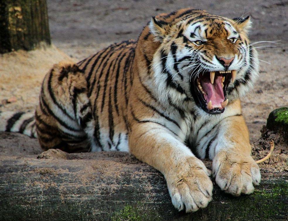 Tigar%2C%20zivotinje%2C%20zoo%20vrt%2C%20PIXA