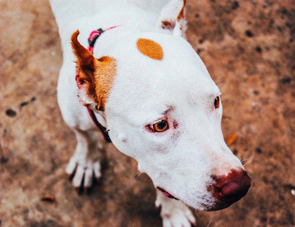 pit bul, pas, Photo by Luis Villasmil on Unsplash